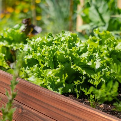 Image showing 5 th Veikous Large Wooden Raised Garden Bed with Funnel Design and Liner, 70.8 in. x 31.4 in. x 28.5 in., Rustic