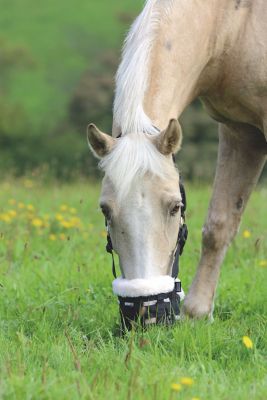 Image showing  Deluxe Comfort Grazing Muzzle