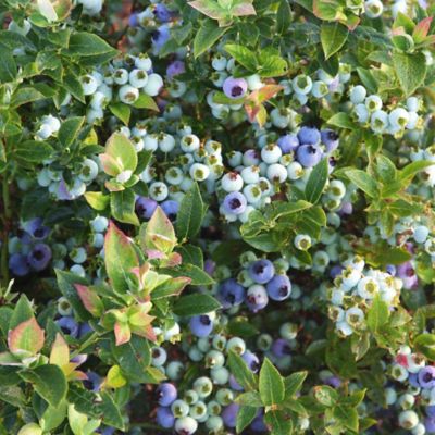 Image showing  2 gal. Potted Jelly Bean Blueberry Shrub Plant