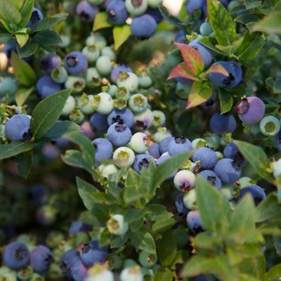 Image showing  2 gal. Potted Jelly Bean Blueberry Shrub Plant