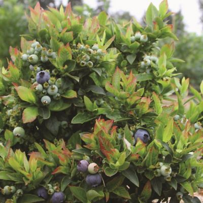 Image showing  2 gal. Potted Jelly Bean Blueberry Shrub Plant