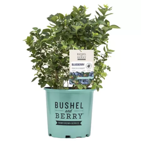 Bushel and berries 2 gal Potted Blueberry and Peach Sherbet Shrub Fruit Trees & Plants