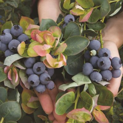 Image showing  2 gal. Potted Peach Sorbet Blueberry Shrub