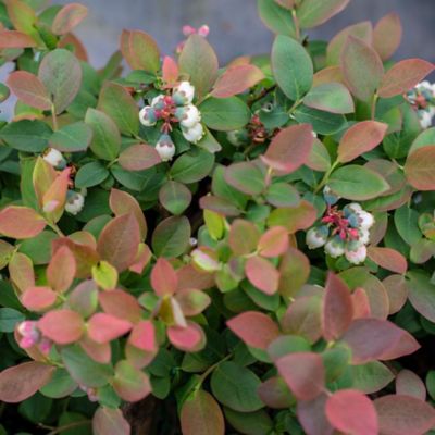 Image showing  2 gal. Potted Peach Sorbet Blueberry Shrub