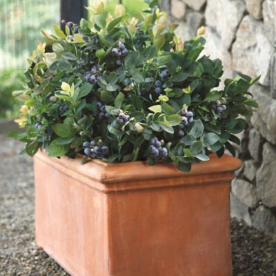 Image showing  2 gal. Potted Peach Sorbet Blueberry Shrub
