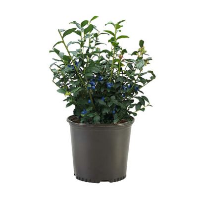 2.25 gal. Blueberry Legacy Shrub