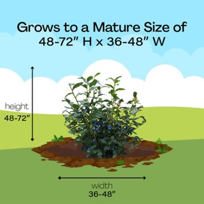 Image showing 5 th 2.25 gal. Blueberry Legacy Shrub