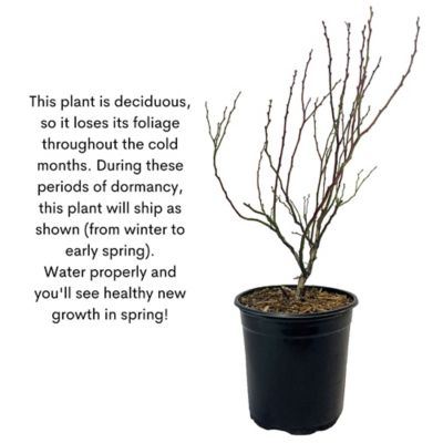 Image showing 6 th 2.25 gal. Blueberry Legacy Shrub