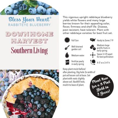 Image showing  2 gal. Bless Your Heart Blueberry Plant