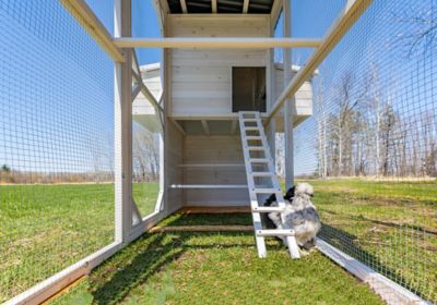 Image showing  Modern Walk-In Hen House Chicken Coop, 8 Chicken Capacity, Modern White