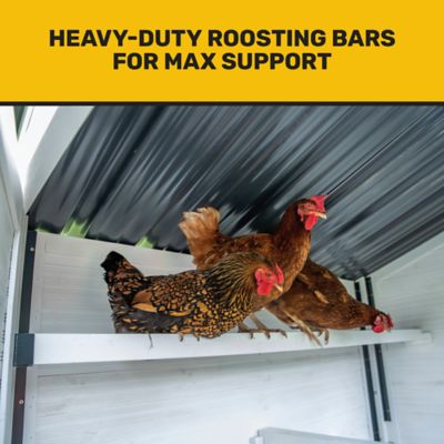 Image showing  Free Range Chicken Coop, 18 Chicken Capacity, White/Blue