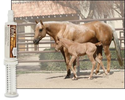Image showing  Equine Probiotic Paste Supplement for Horses, 60 mL (60 g), Paste, 4 Day Supply