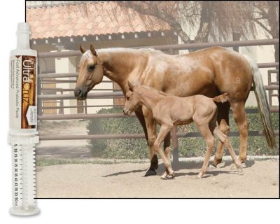 Image showing  Foal Advanced Probiotic Paste Supplement, 60 mL (60 g), 2 Day Supply