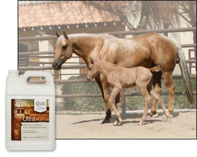 Image showing  Pure Wheat Germ Oil Supplement for Horses and Livestock, 1 gal.