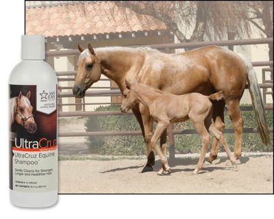 Image showing  Equine Shampoo, 16 oz.