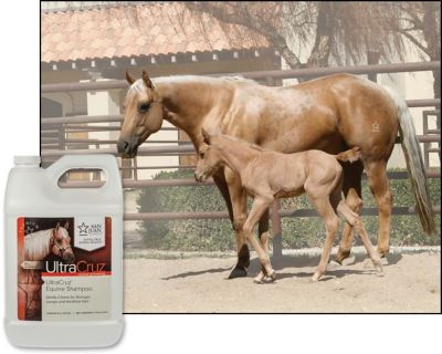 Image showing  Equine Shampoo, 1 gal.