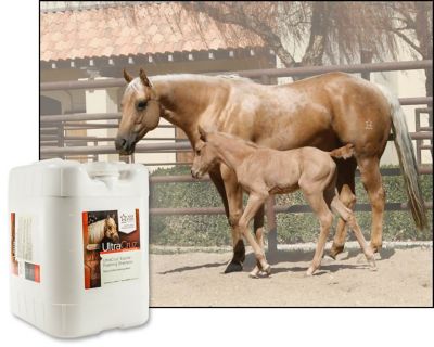 Image showing  Equine Foaming Horse Shampoo, 5 gal.
