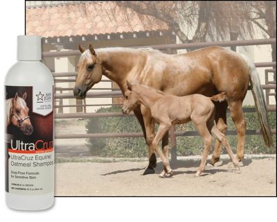 Image showing  Equine Oatmeal Horse Shampoo, 16 oz.