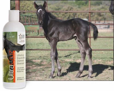 Image showing  Equine Black Diamond Shampoo for Horses, 16 oz.