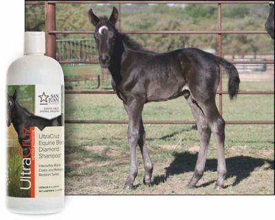 Image showing  Equine Black Diamond Shampoo for Horses, 32 oz.