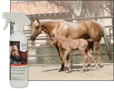 Image showing  Equine Natural Fly and Tick Spray for Horses, 16 oz.