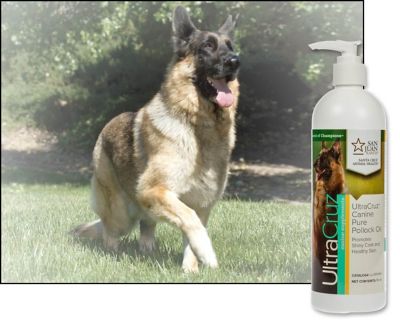 Image showing  Canine Pure Pollock Oil Supplement for Dogs, 16 oz.