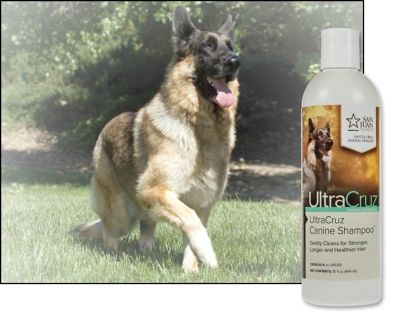 Image showing  Canine Sage/Lavender Scented Shampoo for Dogs, 16 oz.