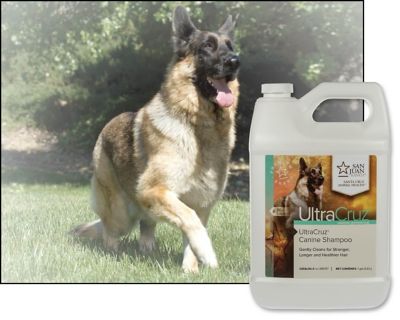 Image showing  Sage/Lavender Scented Shampoo for Dogs, 1 gal.