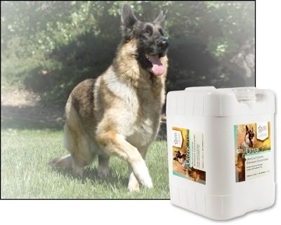 Image showing  Sage/Lavender Scented Shampoo Concentrate for Dogs, 5 gal.