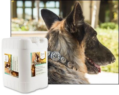 Image showing  Sage/Lavender Scented Shampoo Concentrate for Dogs, 5 gal.