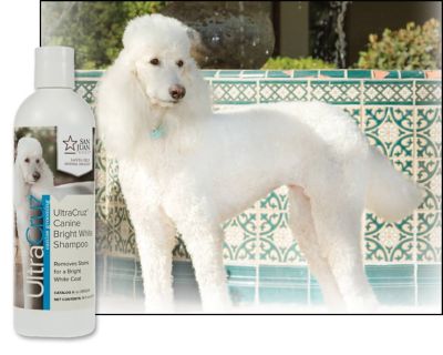 Image showing  Canine Bright White Shampoo for Dogs, 16 oz.