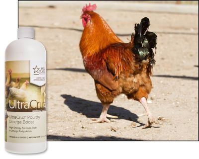 Image showing  Poultry Omega Boost Supplement for Chickens, 32 oz.
