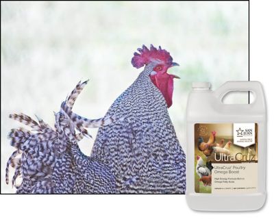 Image showing  Poultry Omega Boost Supplement for Chickens, 1 gal.