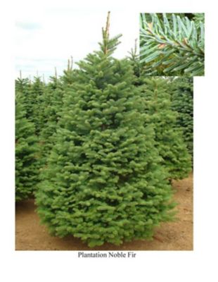 Fresh cut Christmas tree Noble Fir 6-7 ft.