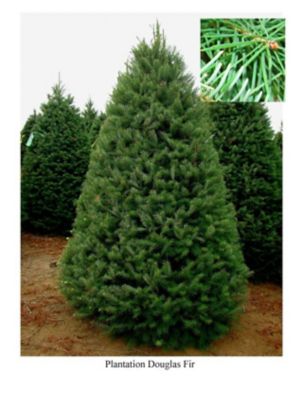 Fresh cut Christmas tree Douglas Fir 6-7ft.