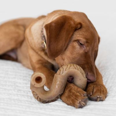 Image showing  Tripe Dog Chew Bone