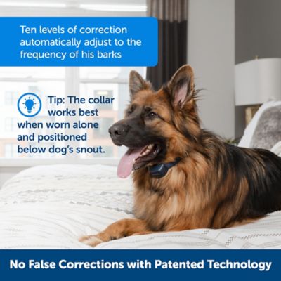 Image showing  Audible Bark Dog Collar