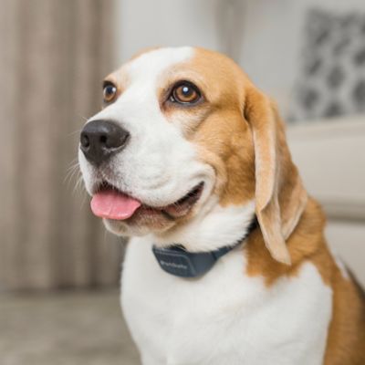 Image showing 6 th PetSafe Audible Bark Dog Collar