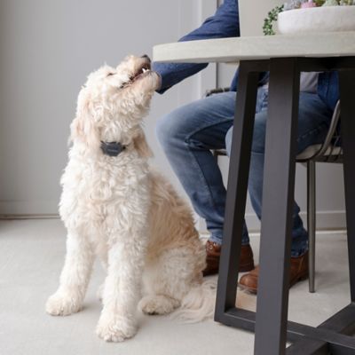 Image showing 8 th PetSafe Audible Bark Dog Collar