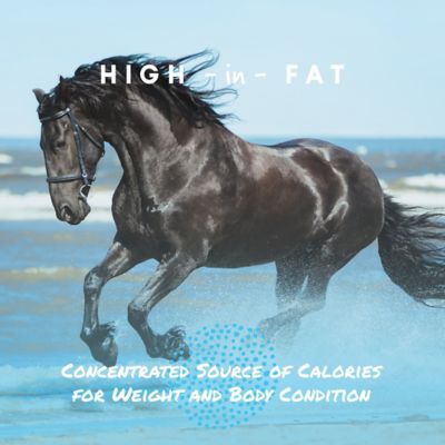 Image showing  Cool Calories 100 Dry Fat Horse Supplement
