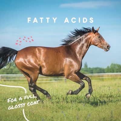 Image showing  Cool Calories 100 Dry Fat Horse Supplement