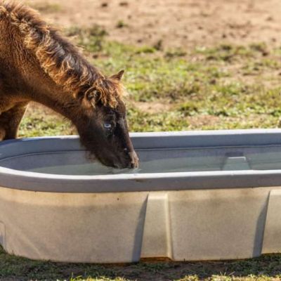 Image showing Behlen Stock Tank 100 Gal. Poly