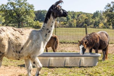 Image showing Behlen Stock Tank 100 Gal. Poly