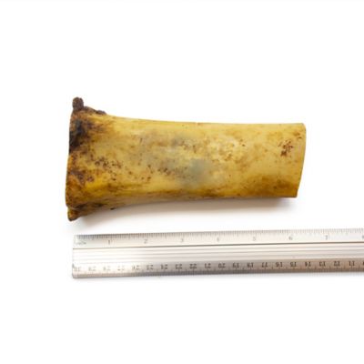 Image showing  Roasted Beef Femur Bone Center Cut Dog Chew Treats, 2 ct.
