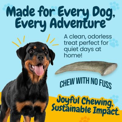 Image showing 5 th Hotspot Pets All-Natural Small Whole Deer Antler Dog Chew Treat