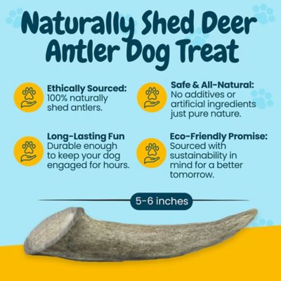 Image showing  5-8 in. Small Whole Deer Antler Dog Treats, 3 ct.