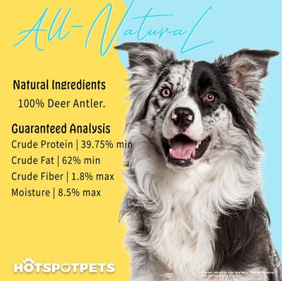 Image showing 5 th Hotspot Pets All-Natural Medium Whole Deer Antler Dog Chew Treat