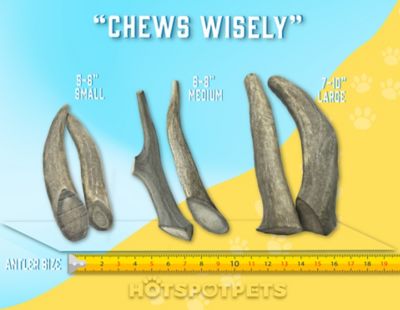 Image showing 7 th Hotspot Pets 6-9 in. Medium Whole Deer Antler Dog Treats, 2 ct.