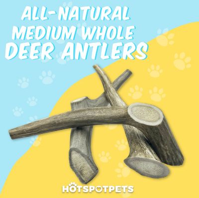 Image showing  All-Natural Medium Whole Deer Antler Dog Chew Treats, 3 ct.