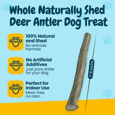 Image showing  All-Natural Whole Deer Antler Dog Chew Treat, Large